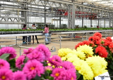 Varieties presented in the greenhouse of Floricultura. 